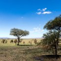 TZA SHI SerengetiNP 2016DEC24 LookoutHill 020 : 2016, 2016 - African Adventures, Africa, Date, December, Eastern, Lookout Hill, Month, Places, Serengeti National Park, Shinyanga, Tanzania, Trips, Year